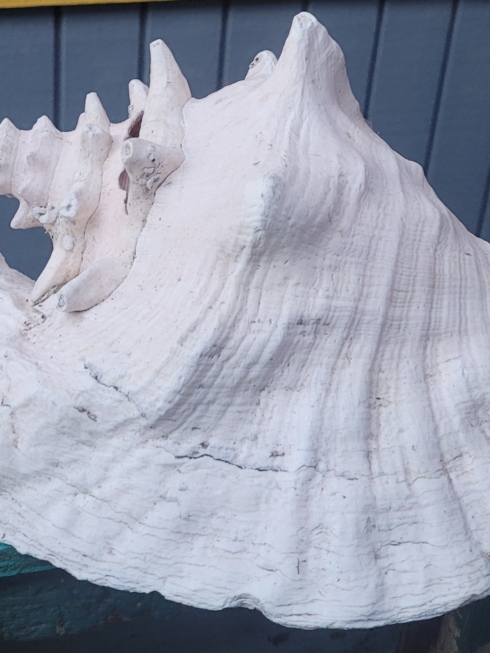 Large Pink and White Conch Shell - Picture 3 of 6